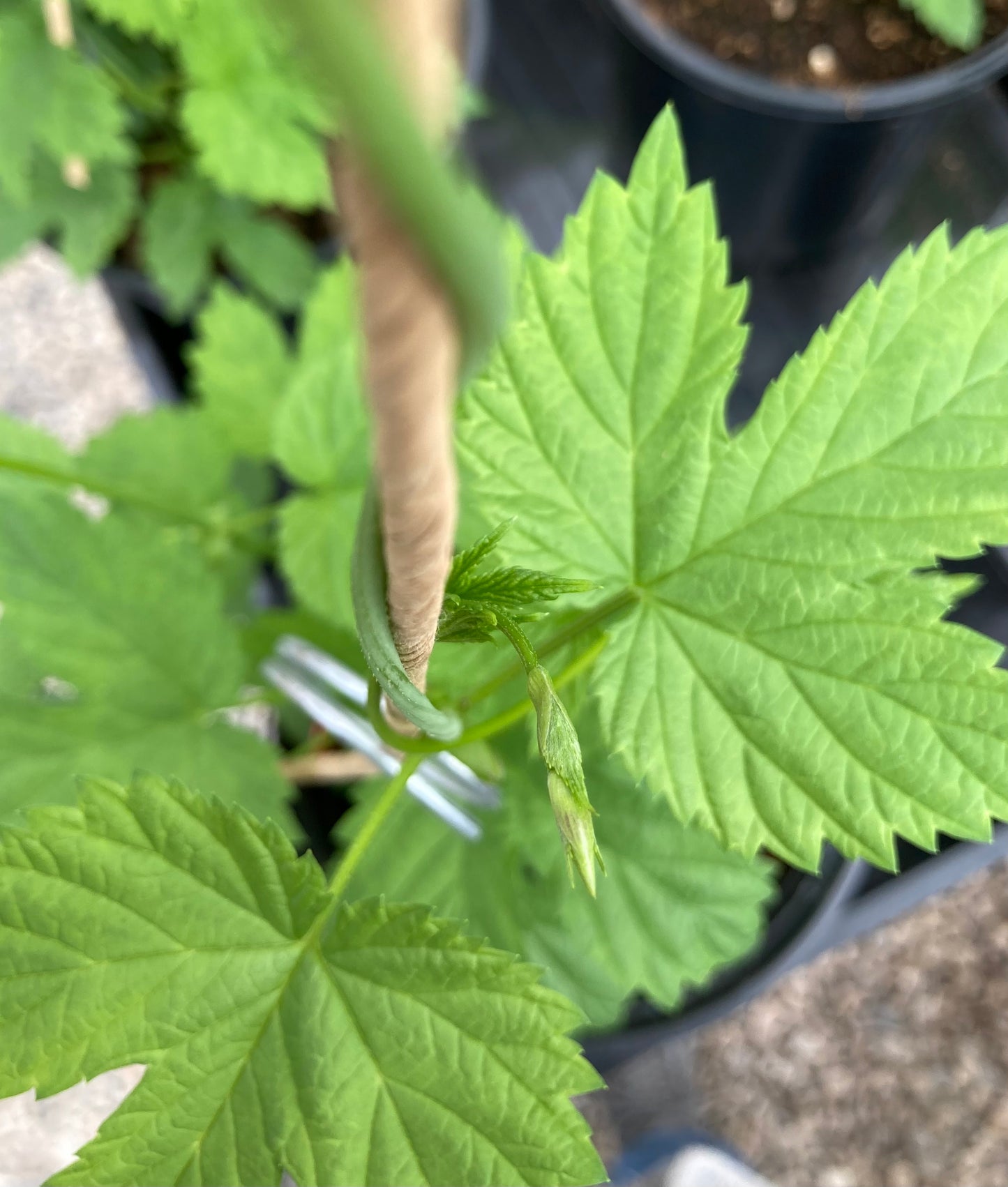 Hop Plants